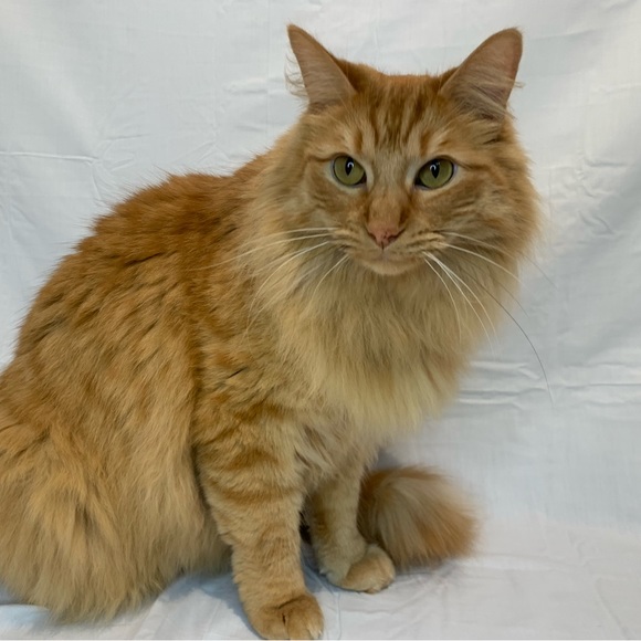 Meet your Posher, Katie - Picture 4 of 6